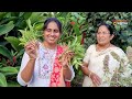 garden tour gardening ideas for home in telugu mokkalu ela penchali home garden tour 🏡