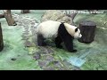 圓寶喝奶喝超久，喝到眼睛瞇瞇超幸福 熊貓貓熊the giant panda yuan yuan and yuan bao 台北市立動物園