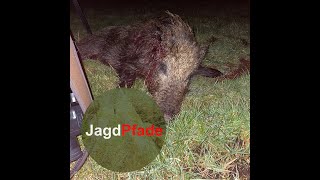 Sauenpirsch bei Nacht / #Sauenjagd / Jagdpfade