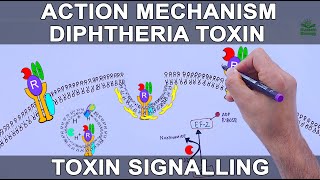 Diphtheria Toxin Action Mechanism | Signalling Pathway