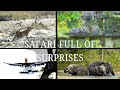 Safari Full Of Surprises | RajaJi National Park | Anshuman Verma Photography | Wildlife