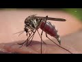 Genetically modified mosquitoes do exist, and they are not harmful to humans