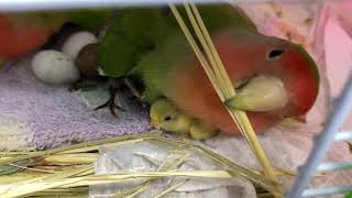 200827 ヒメウズラ生まれて3日目朝　小桜インコ　我が家の天使たち5羽α