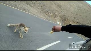 KARGIL people show Humanity to feed a fox in NH1 at kharboo