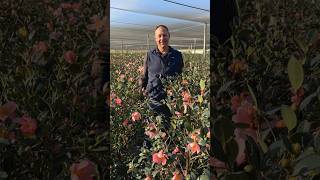 The Story Behind Pink-a-Boo® | @MonroviaPlants #Camellias #Shorts