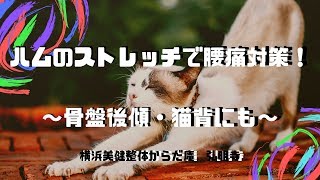 ハムのストレッチで猫背（骨盤後傾）・腰痛対策【横浜美健整体からだ庵　弘明寺】