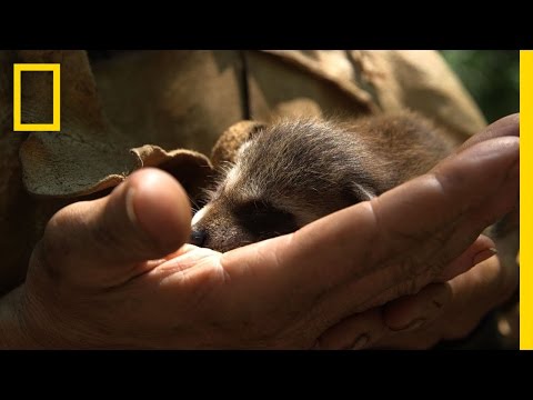 How to Raise a Baby Raccoon | Live Free or Die: DIY How to Raise a Baby Raccoon | Live Free or Die: DIY