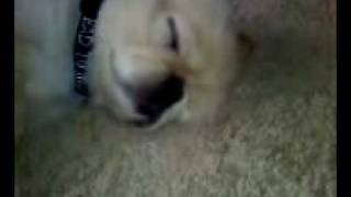 snoring pekingese