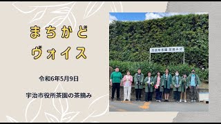 宇治市役所茶園の茶摘み