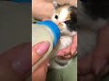 こんなに小さかった〜！猫の哺乳瓶