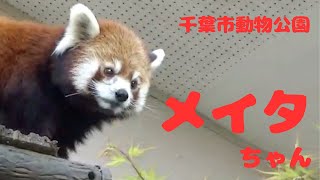 メイタちゃんのレクチャータイム🍎　[千葉市動物公園]レッサーパンダ