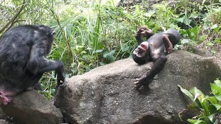 しあわせなハルちゃん一家　よこはま動物園ズーラシア　チンパンジー