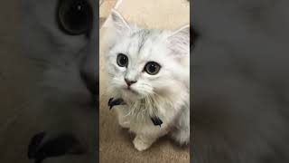 『ペルシャ猫』可愛すぎる鳴き声#shorts #猫動画