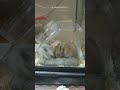 hamster 砂場でじゃれてるハムスターの赤ちゃん👶いや、そこトイレだよぉ～😅