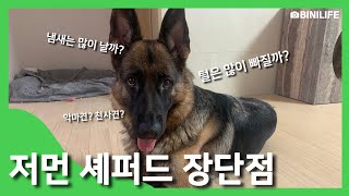 저먼 셰퍼드 :  장 단점 모든 것을 알려드려요 :):German Shepherd