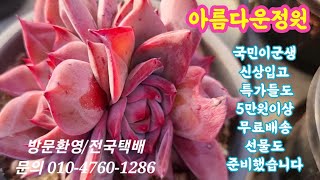 #아름다운정원1탄#국민다육 #창들도#착한가격에 만나보세요 (5만원이상 무료배송 선물로 유럽미인 증정)♡매직쨈골드 ♡줄리아나 ♡노을♡춥스♡카시오적금♡레드드레곤♡페러독스♡홍등♡빅토리아