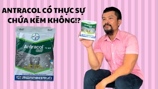 ANTRACOL 70WP BAYER CÓ THỰC SỰ CHỨA KẼM KHÔNG!!??VTNN24H ĐIỀN RÂU