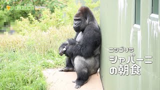 【東山動植物園公式】シャバーニの朝食《 ニシゴリラ　ゴリラ 》