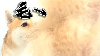 体の質量より多くの抜け毛を産み出してしまう柴犬【換毛期2019 2nd】