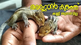 കൂട്ടിനൊരു അണ്ണാൻ കുഞ്ഞിനെ കിട്ടി | annan kunju malayalam,annan, Squirrel feeding |New born Squirrel