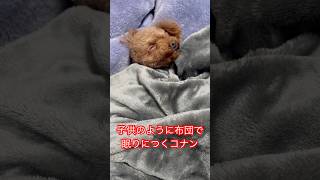 子供のように眠りにつくトイプードル #睡眠用bgm #dog #トイプー #トイプードル #犬のいる生活 #トイプード #かわいい #toypoodlelove #可愛い #癒し