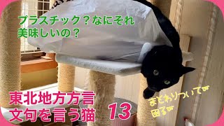 【東北弁おしゃべりペット13】宮城県北部ずーずー弁で文句を言う可愛い猫～海に捨てられるゴミ～【プラスチックゴミ問題】＃154　しえるねこ・猫動画　面白い黒猫