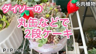 ダイソーの丸缶でケーキ🎂寄せ植え❣️[多肉植物]