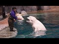 port of nagoya aquarium beluga show clips