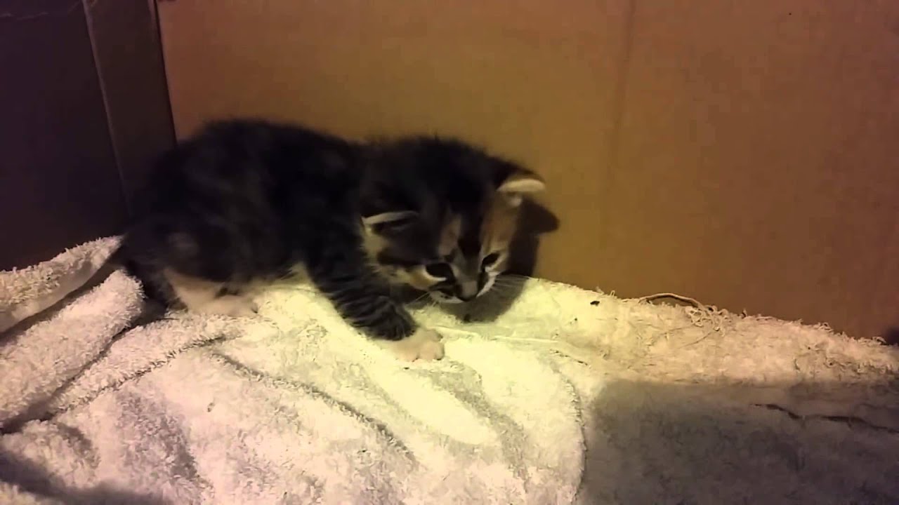 Baby Kitten Crying For Mommy Less Than 3 Weeks Old | Baby Kitten - YouTube