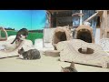 7 20【猫日記】おやつの日　23 15～ the day cats eat cat snack　2023.7.20