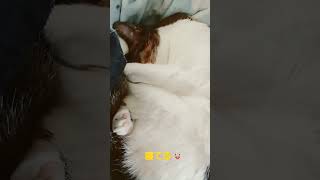 お昼寝中の家の🐱#猫 #猫動画 #shorts