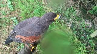 HARRIS HAWK, A VERSATILE HAWK catches our dinner