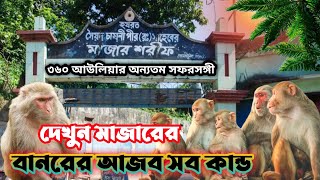 চাষনী পীরের মাজার সিলেট ভ্রমণ দেখুন শাহজালালের সফরসঙ্গী মাজারে বানরের কান্ড Sylhet Mazar Tour Vigo