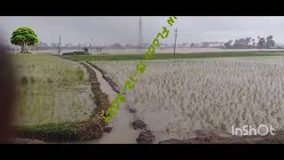 Tirunelveli🌧🌧 Rain 🌦🌧Rice Paddy Crop in Farm Flood ⛈ 13-12-2024