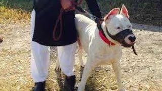 Special Kohati gultair Dogs Market | Part 8 | Kohati gultair | German shepherd | Pakistani bully dog
