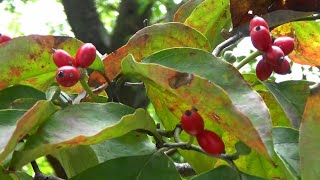 【アメリカハナミズキの実】Dogwood fruit