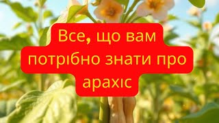 Чим корисний арахіс? ТОП-лайфхаки, як обрати та додати в раціон 🥜 Здоров’я і смакота!