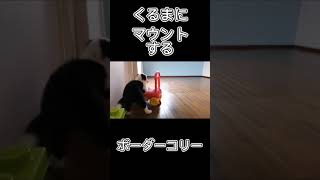 くるまにマウントするボーダーコリー