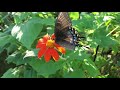 Tiger Swallowtail Butterfly