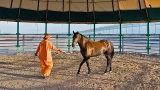 THE COMPLETE RIDER • INMATES AND HORSES • PART I