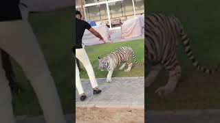 TIGER IS TRYING TO STAND ON ME#lanarose #movlogs #shorts #funny #dubai #music #chill #mood #crazy