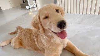 Domi the Golden Retriever | What does a five-month-old dog look like 🤔