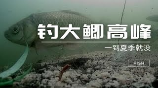 大鲫鱼春季垂钓高峰期马上就到，为何一到夏季就没？深层原因分析