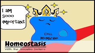 (OLD VIDEO) Homeostasis (and the Cell Membrane King)