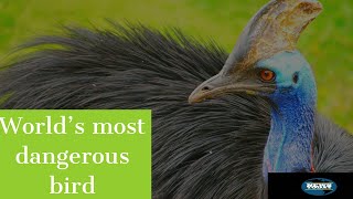 what is cassowary?