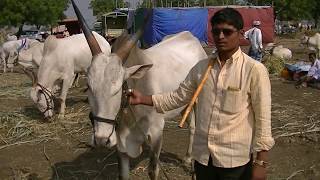 Bande nawaz with a pair of khillari bullocks