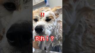 秋田犬の梅ちゃん。これ何犬❓❓❓