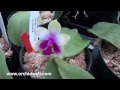 orchidweb phalaenopsis bellina 4n double trouble x self