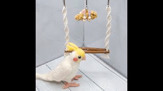 ブランコを楽しそうに漕ぐオカメインコ【マクラメブランコ】