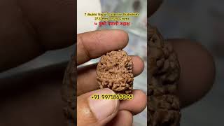 7 Mukhi Nepal Collector Rudraksha 27.31mm, 5.729 Grams. ७ मुखी नेपाली रुद्राक्ष # #rudraksha #gold